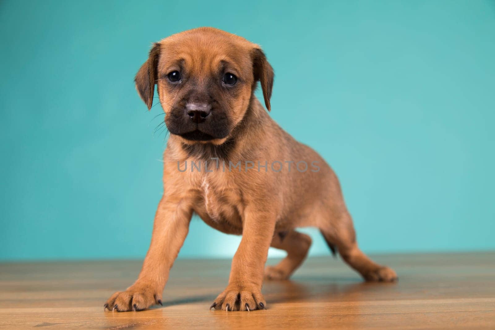 Cute puppy dog, animals concept