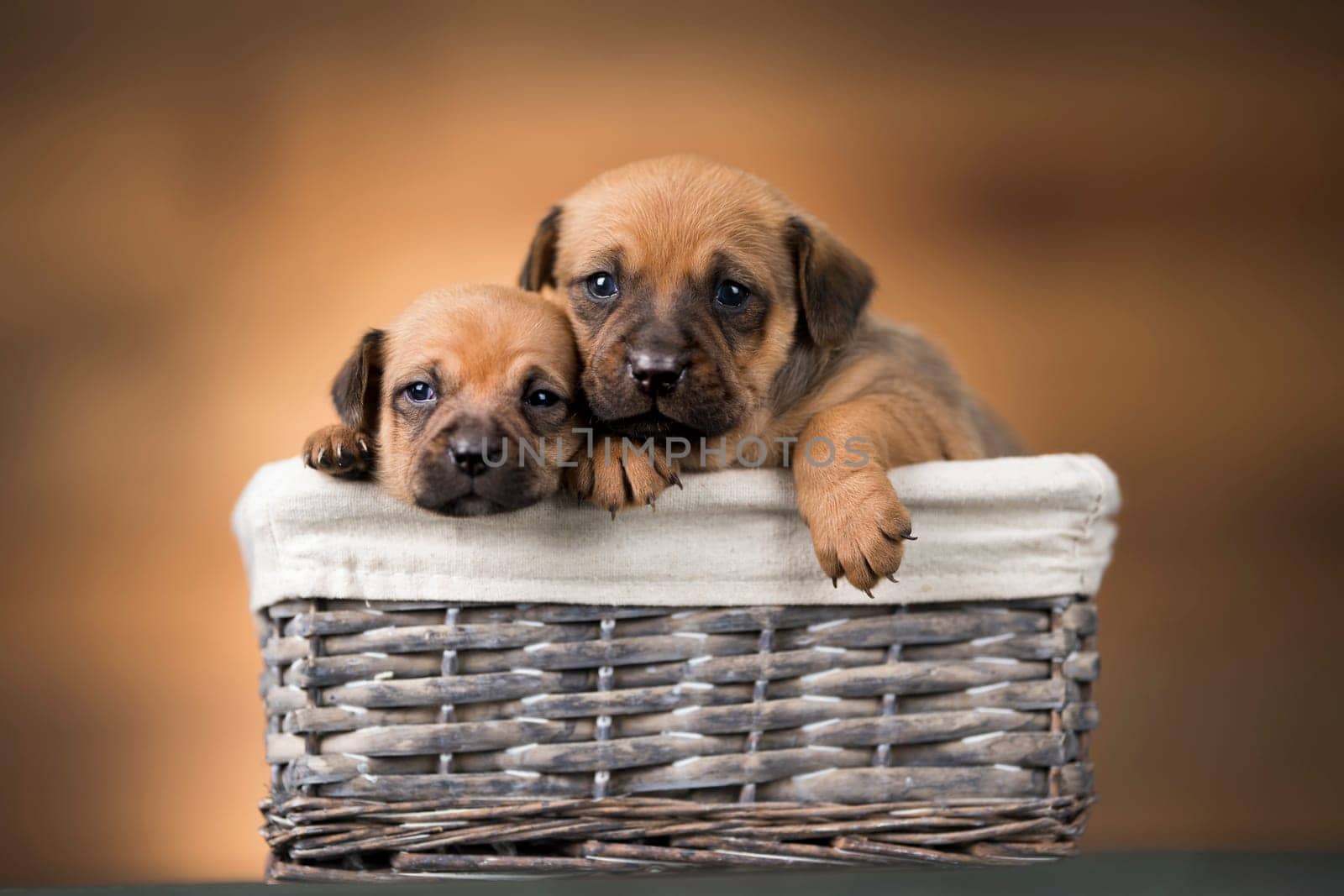 Little dogs in a wicker basket