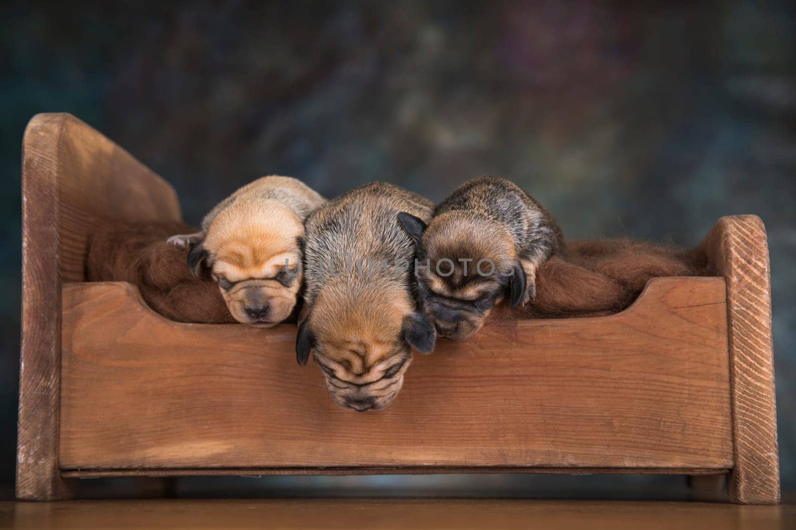 Dogs sleep on a small wooden bed