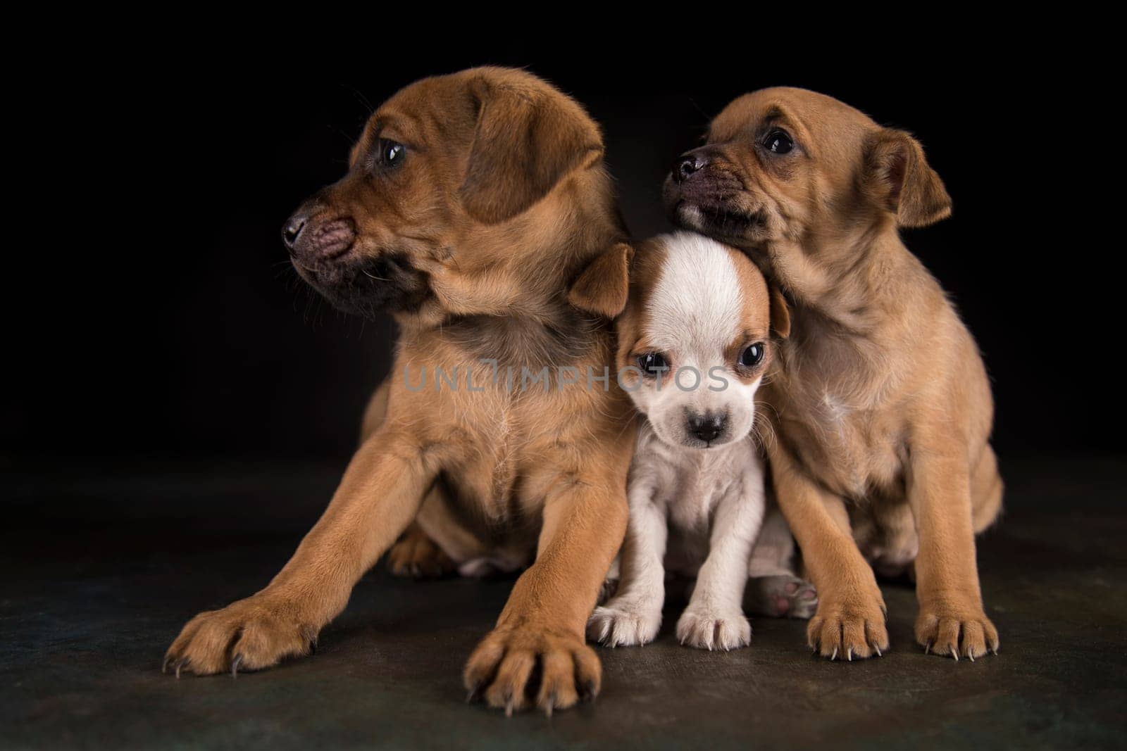 Dog on a black background