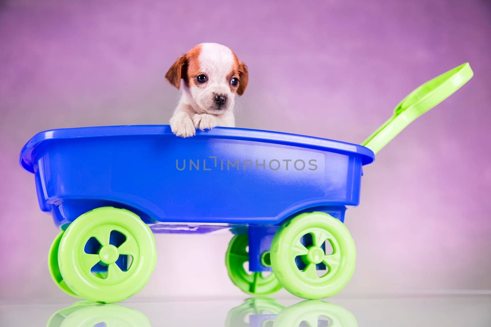 Little dog in a toy wagon