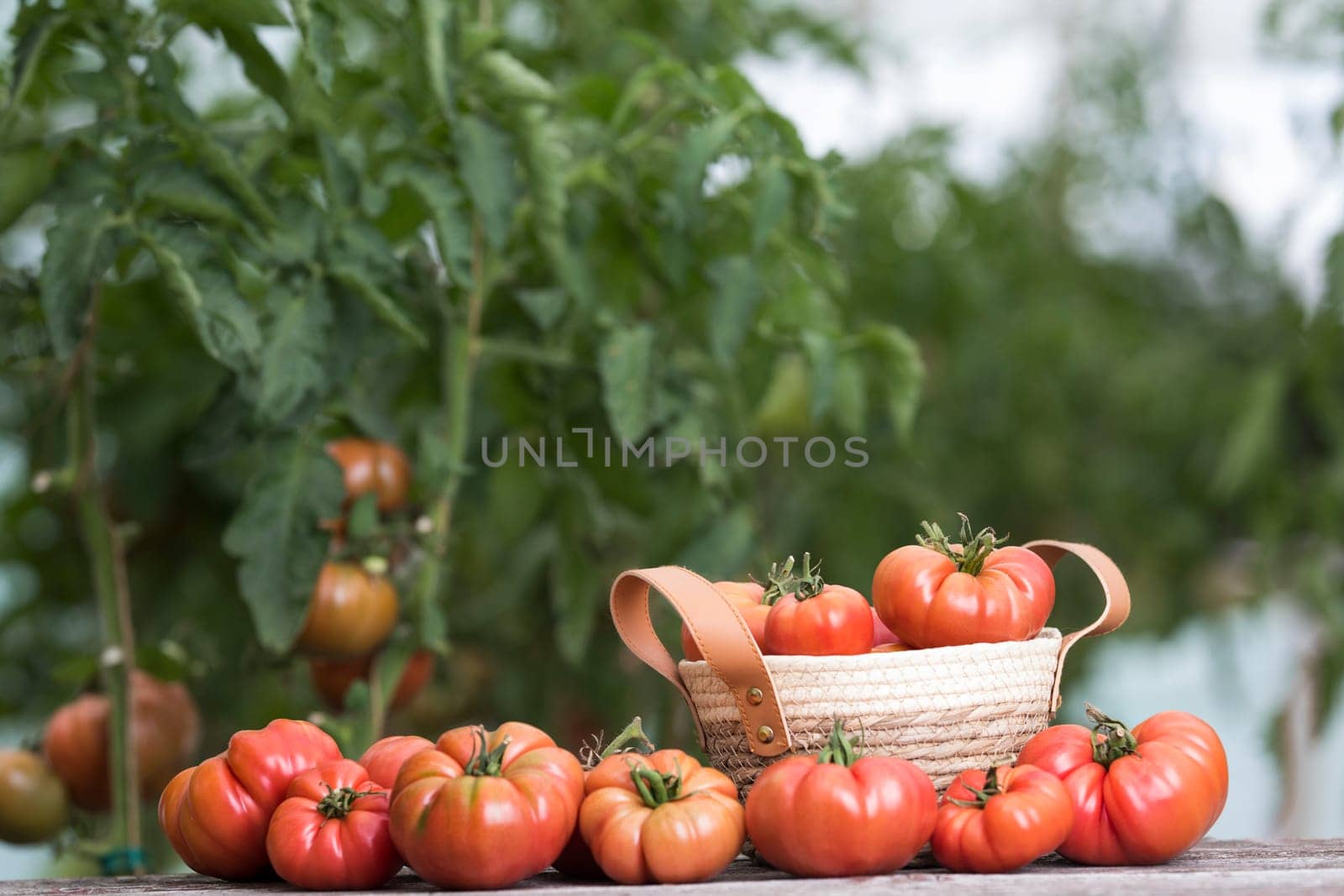 Vegetables, Tomatoes,  on desk in garden
