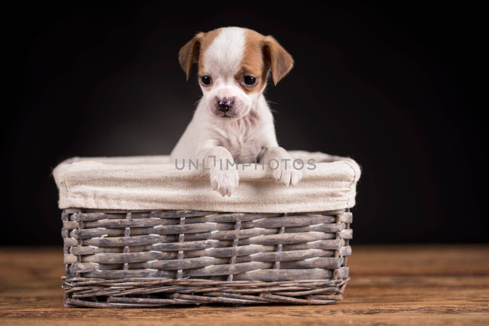 Small dog in a wicker basket