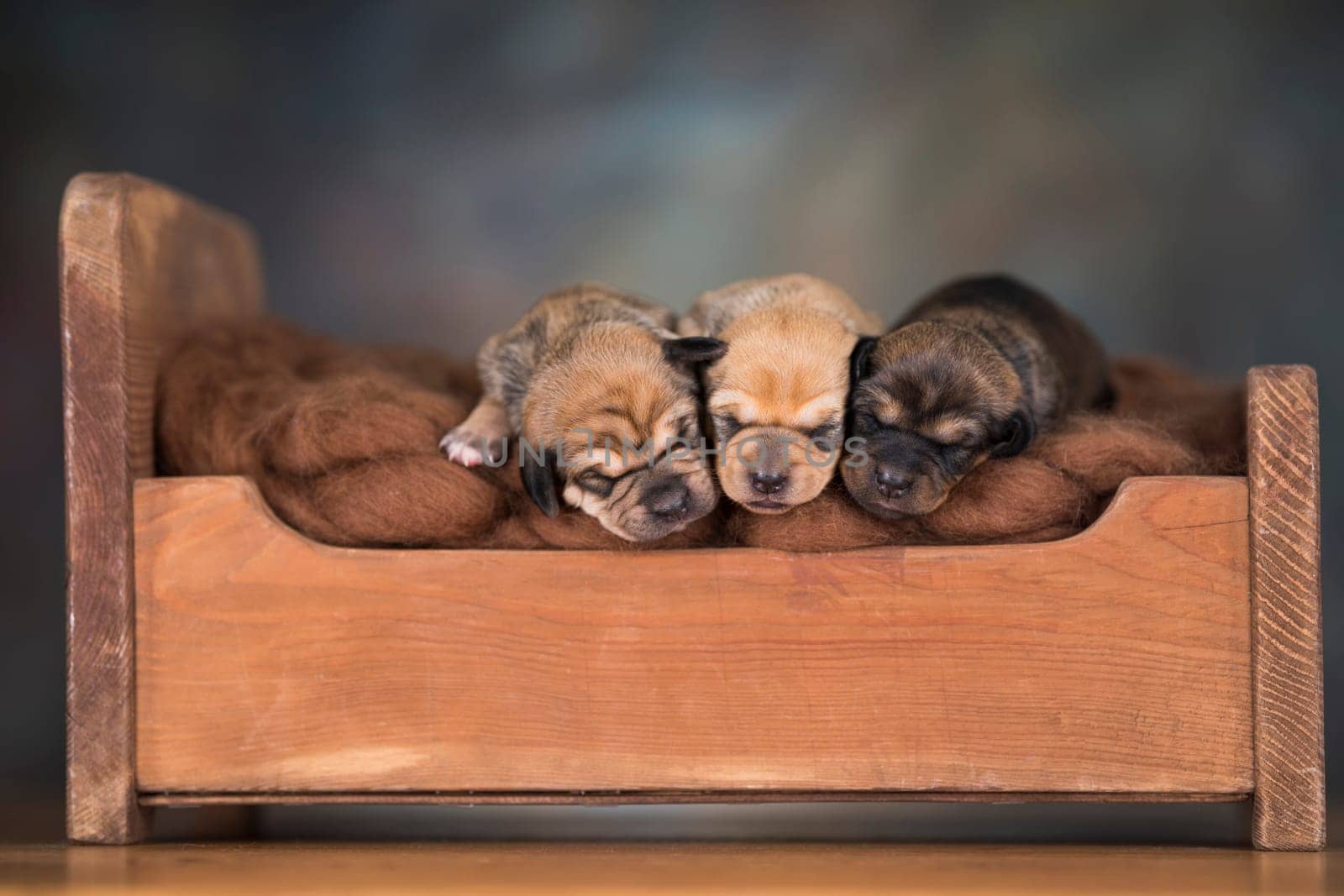 The dogs sleep on a wooden bed