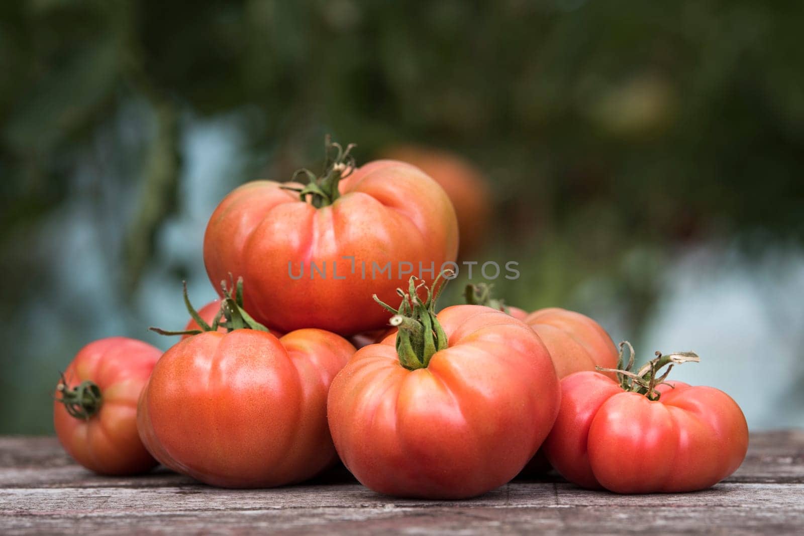 Vegetables, Tomatoes,  on desk in garden