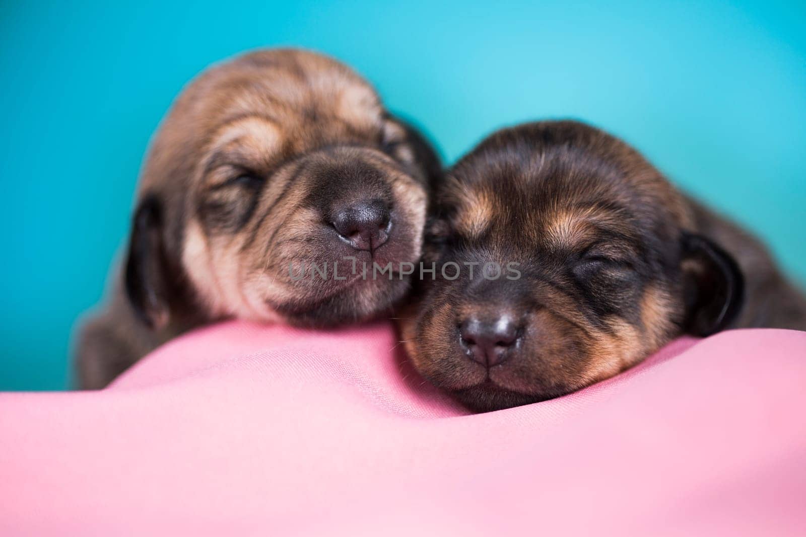 A beautiful little dog sleeps on a pink blanket