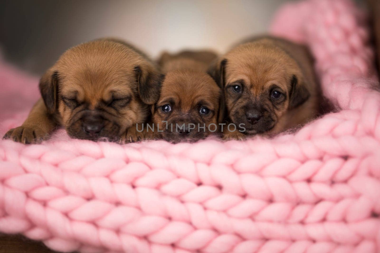 Dogs sleep on a small wooden bed
