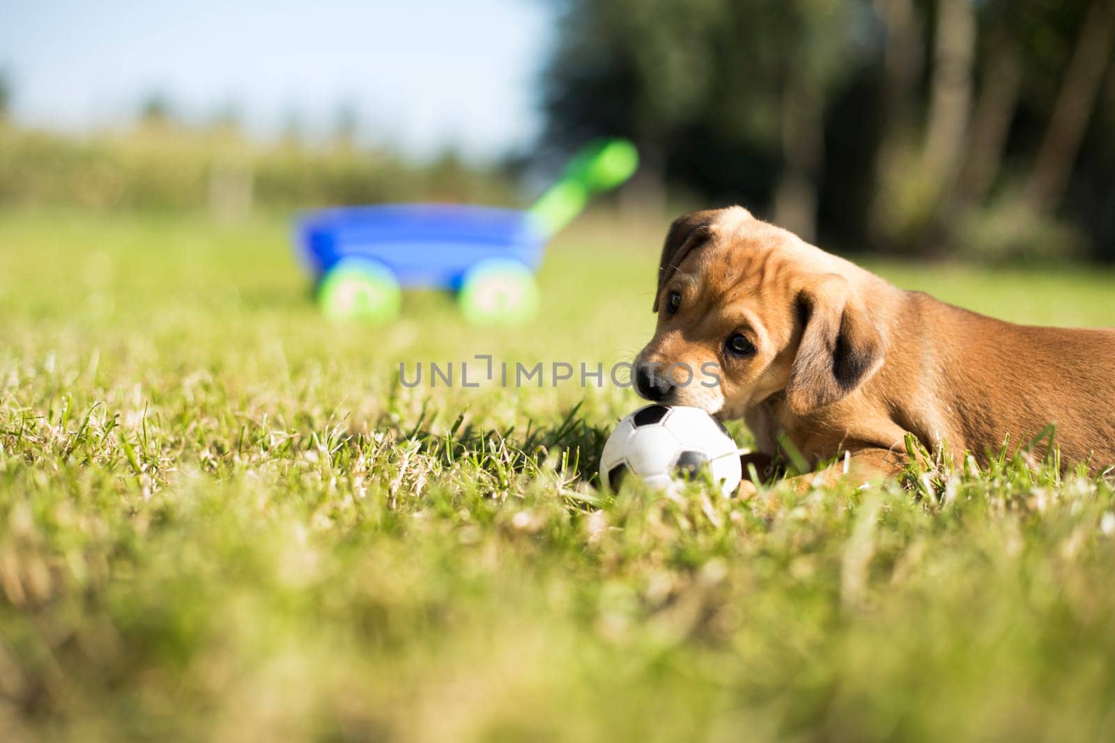 Puppy dog on the grass