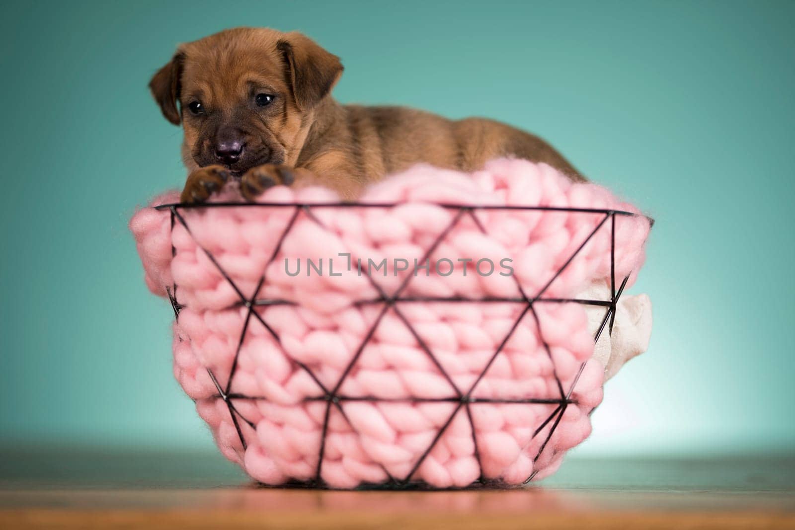 Beautiful happy puppy dog a metal basket