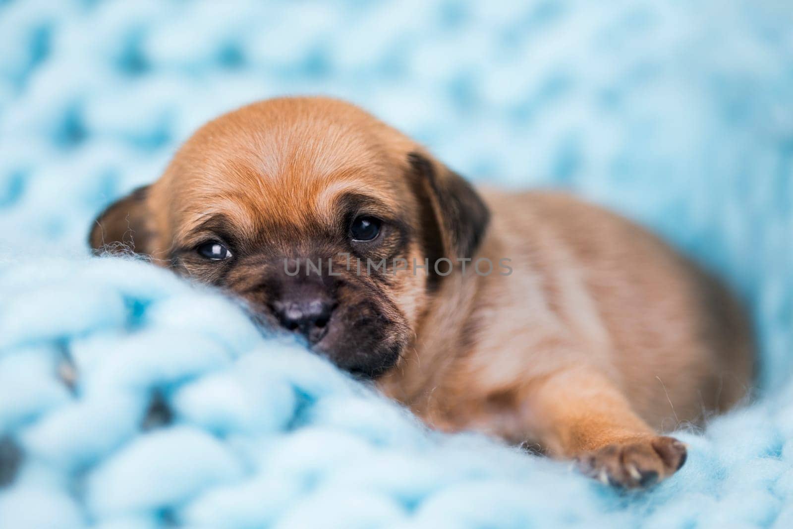 A beautiful little dog sleeps on a blanket