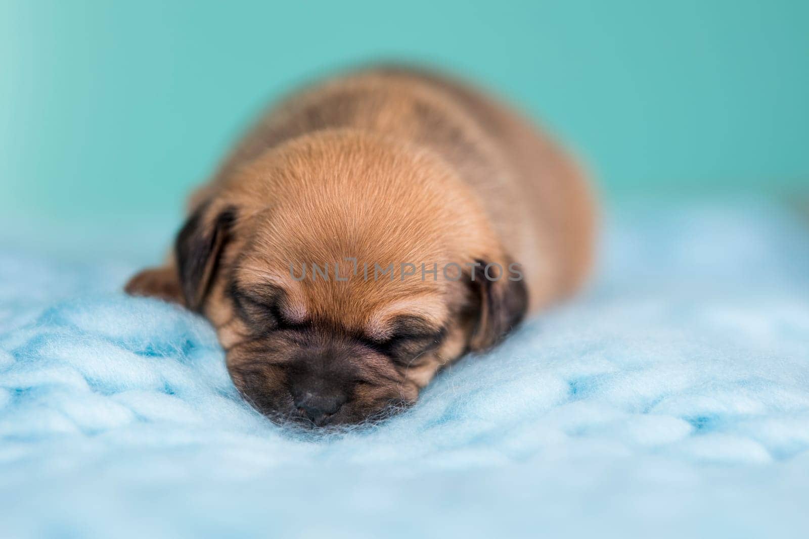 A beautiful little dog sleeps on a blanket