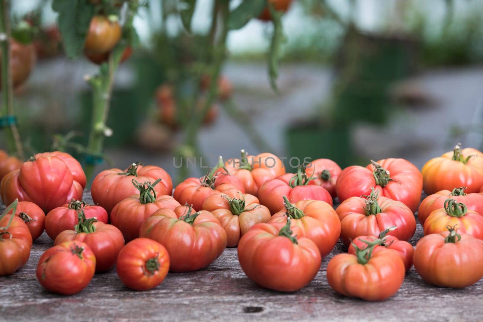 Red Tomatoes in a Greenhouse, organic food