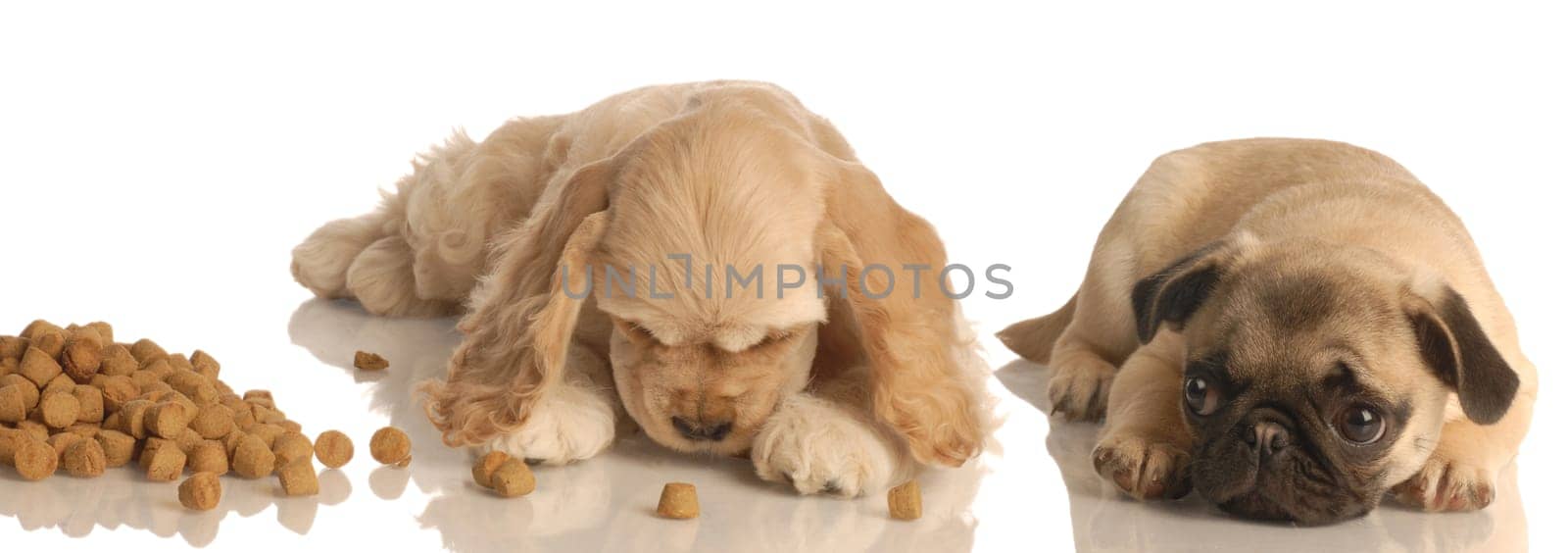 pug puppy looking on with envy as cocker spaniel eats lots of dog food isolated on white background
