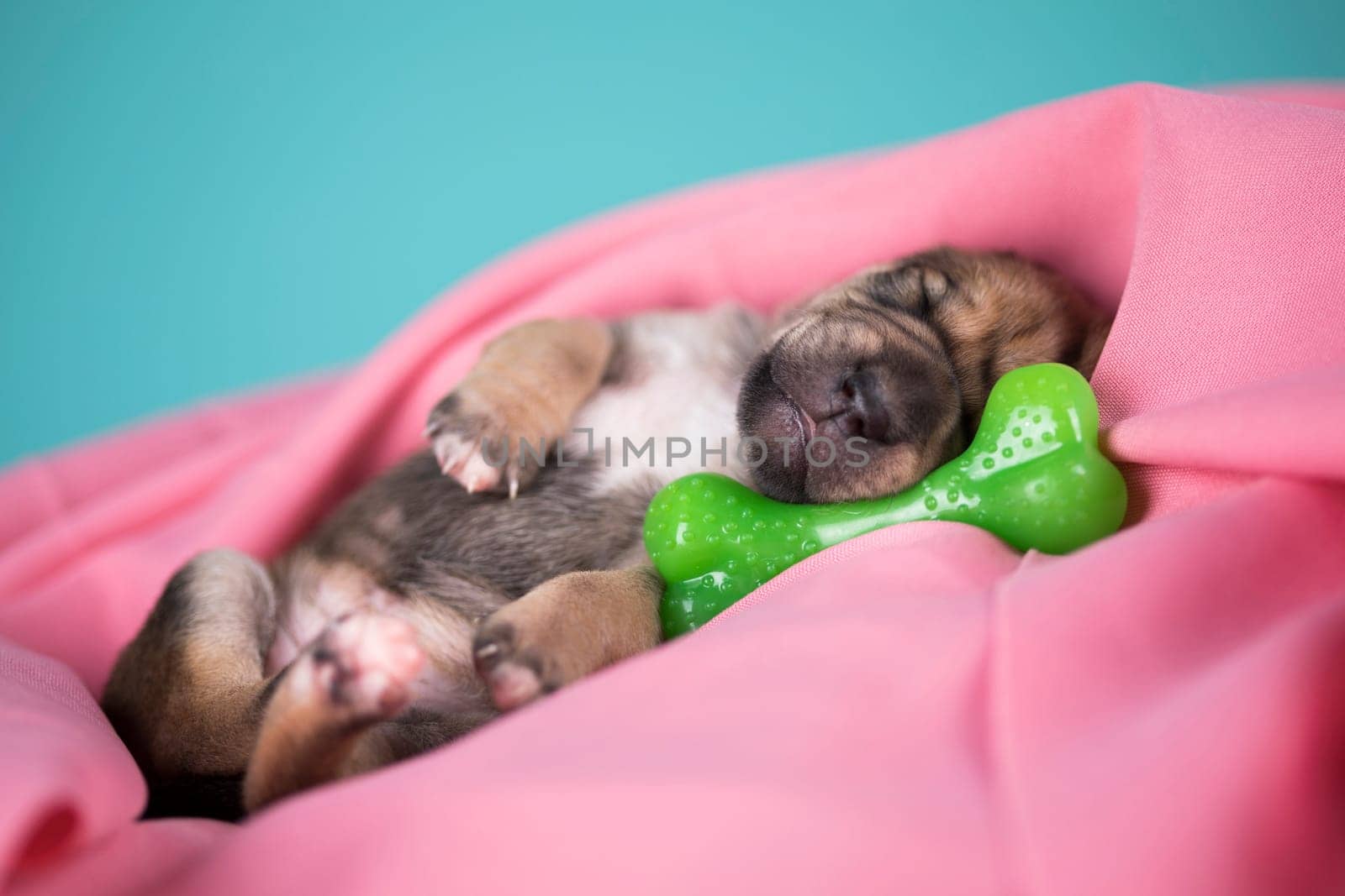 Dog sleeps with a rubber bone on a pink blanket