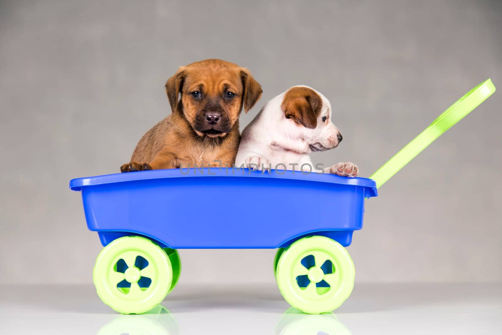 Beautiful little puppies in a toy wagon