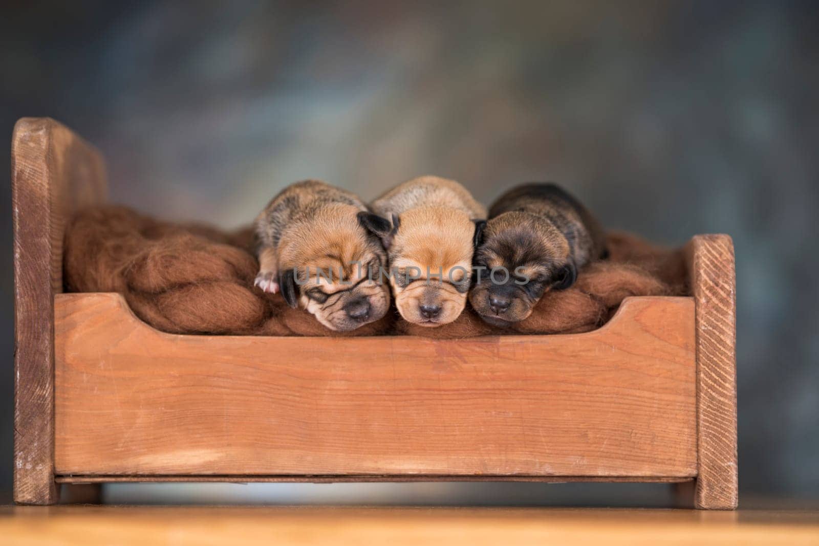Dogs sleep on a small wooden bed