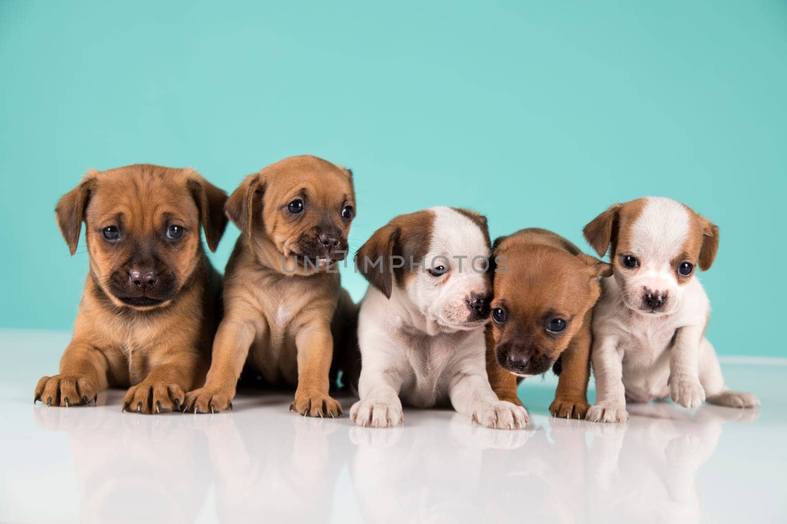 Two little dogs, puppy, animals concept