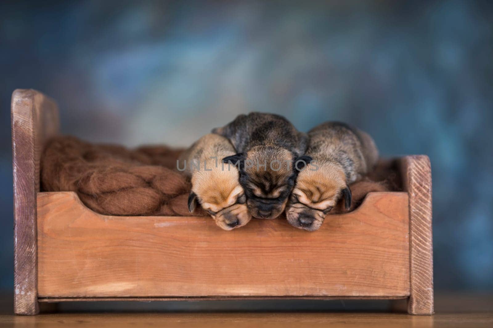 The dogs sleep on a wooden bed