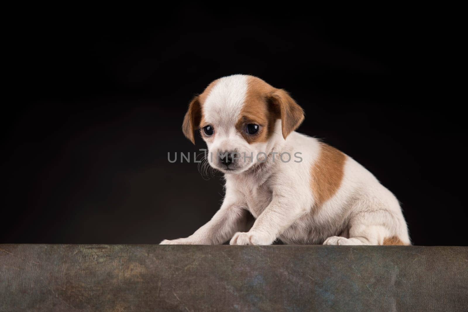 Dog on a black background