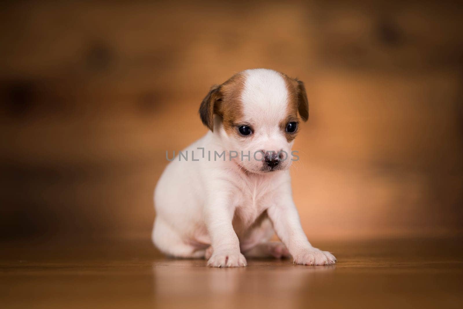 Dog on a wooden background