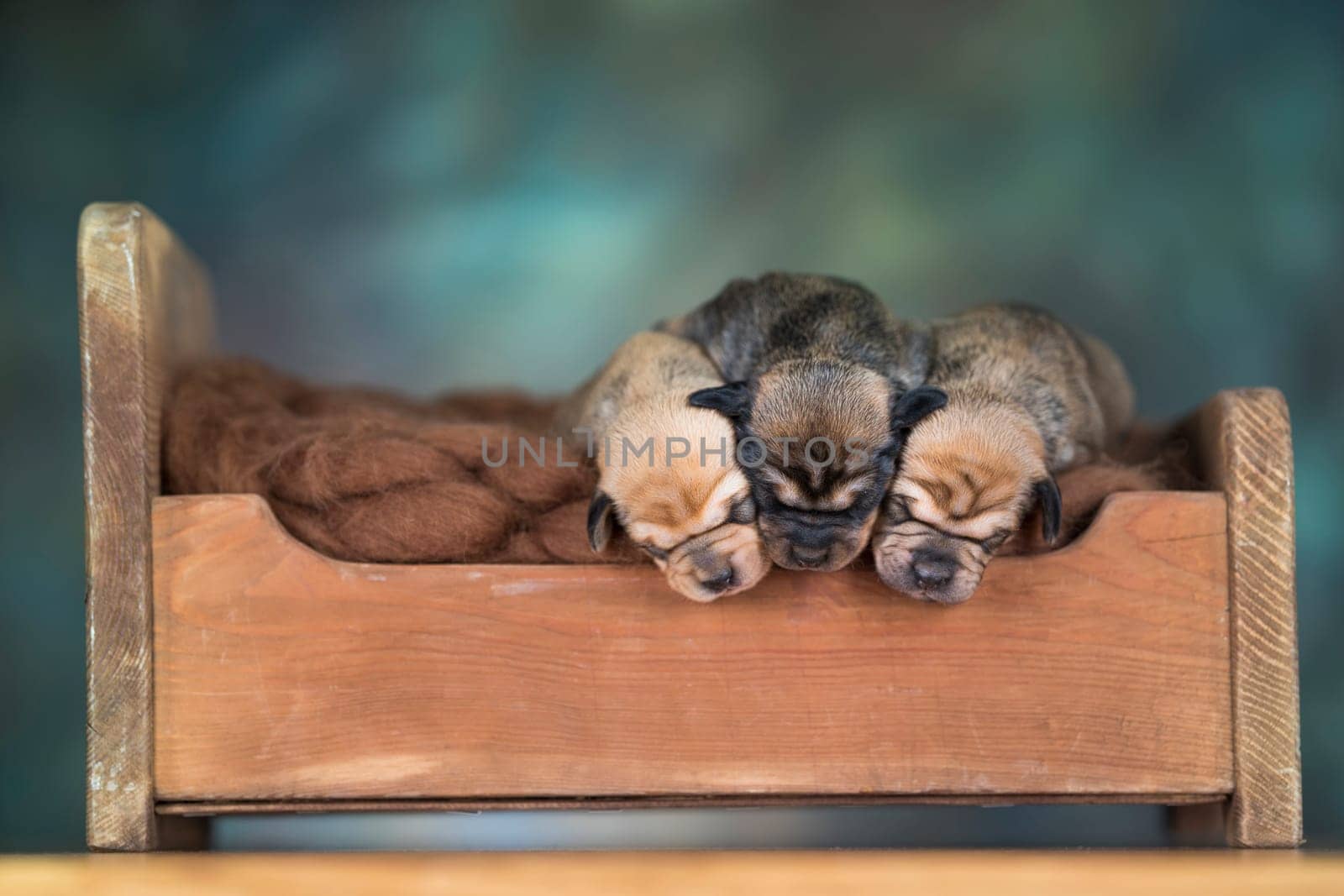 Little puppies sleeping in bed