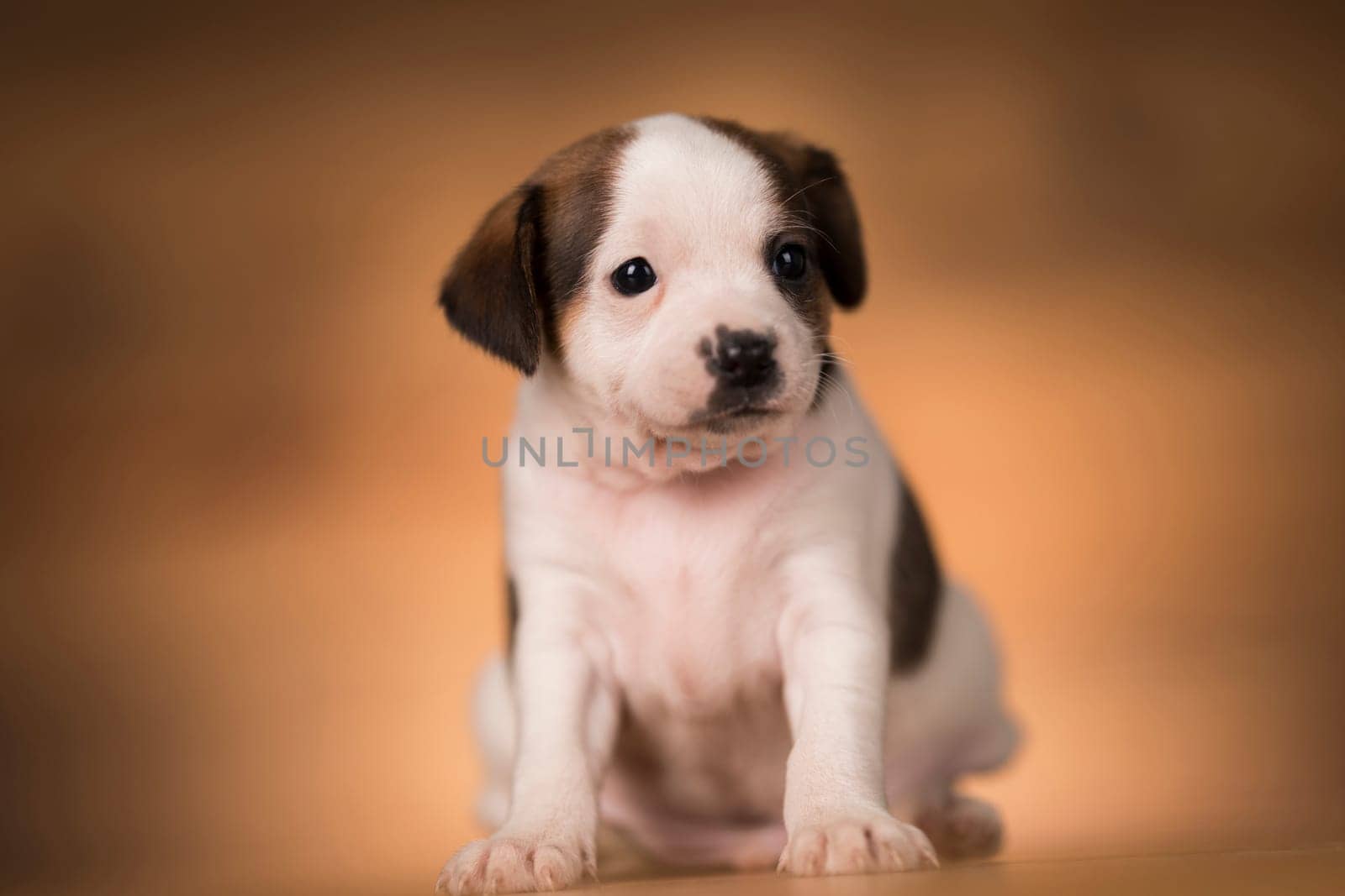 Puppy dog on a wooden background