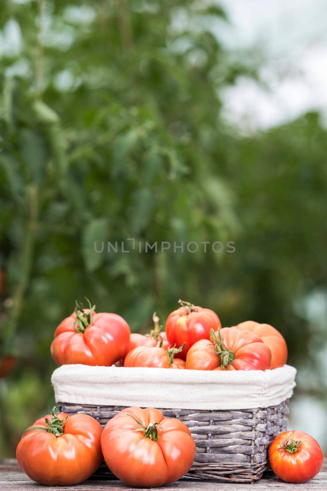Red Tomatoes in a Greenhouse, organic food