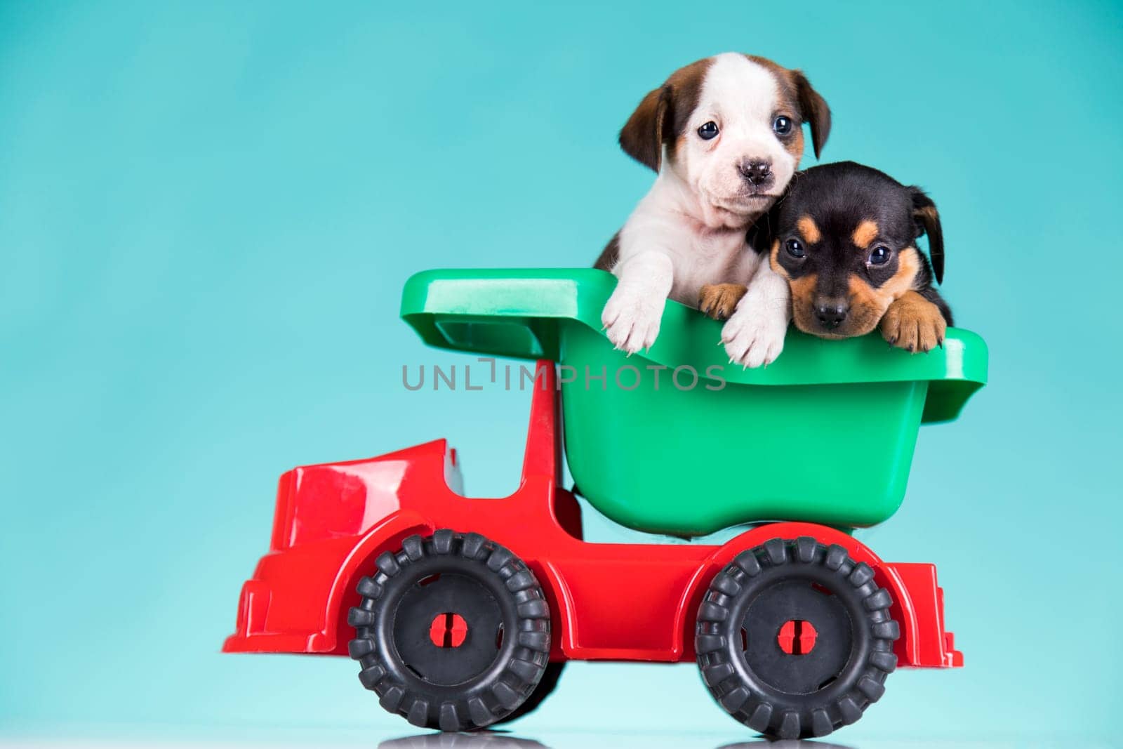 A small dog in an off-road car