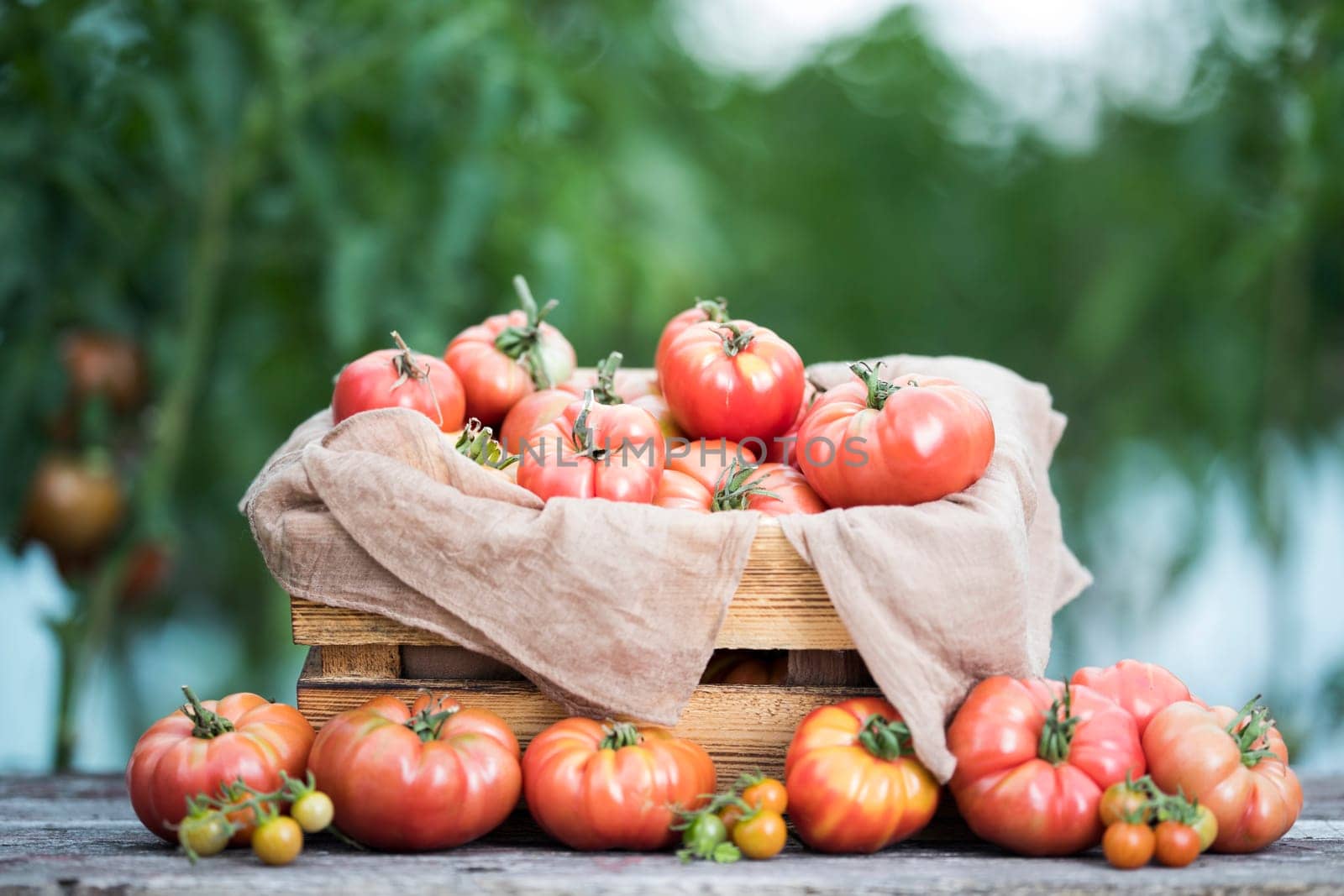 Red Tomatoes in a Greenhouse, organic food