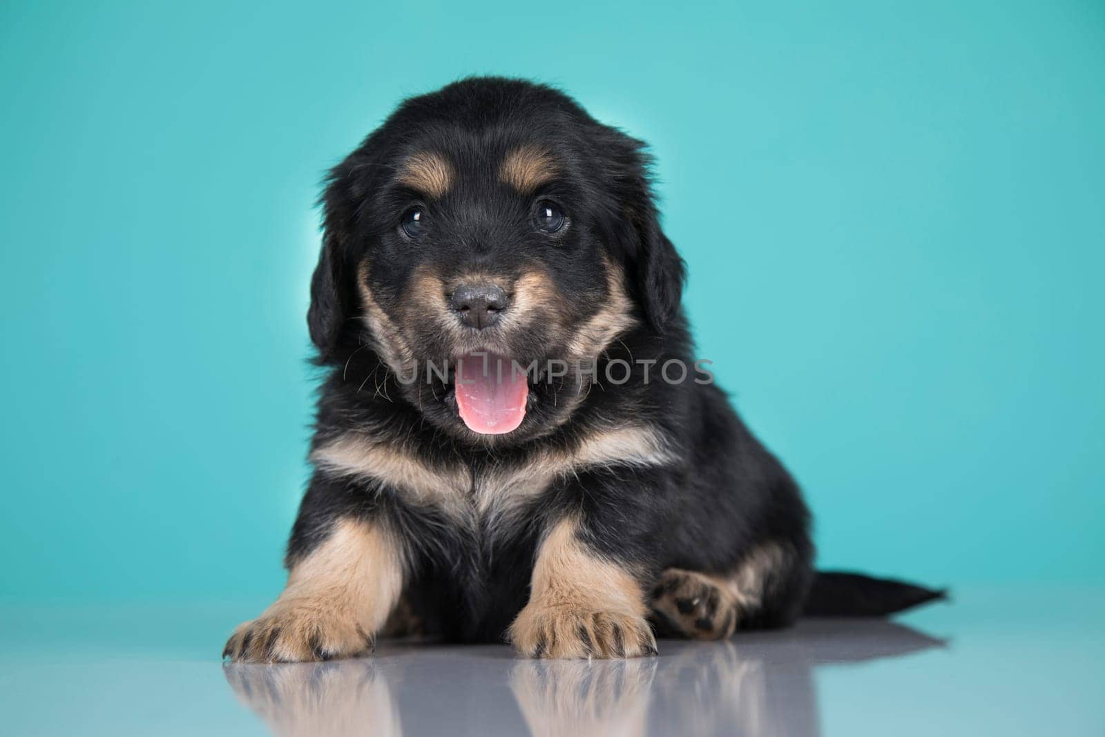 Pet, Cute puppy dog, animals concept