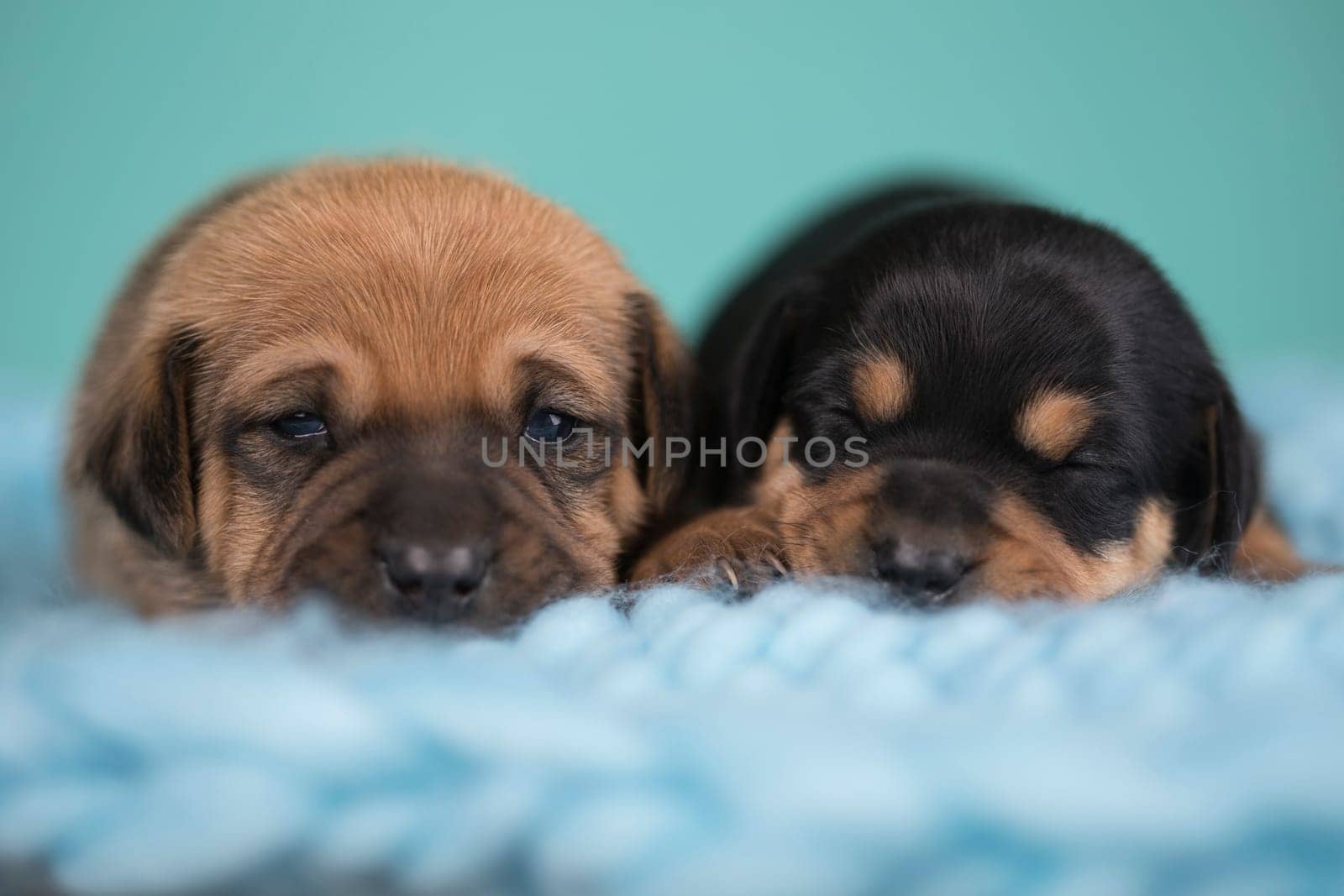 Pet, dog puppy, sleeps on a blanket