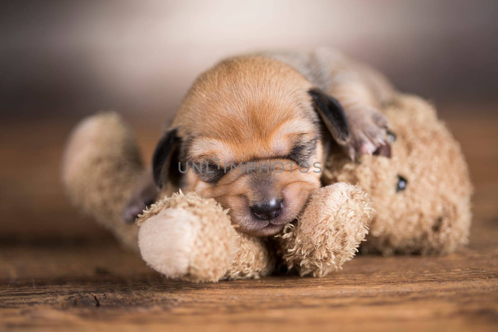 Little puppy sleeps with a teddy bear