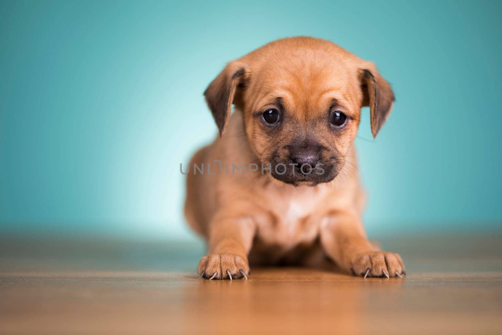 Little puppy dogs, animals concept