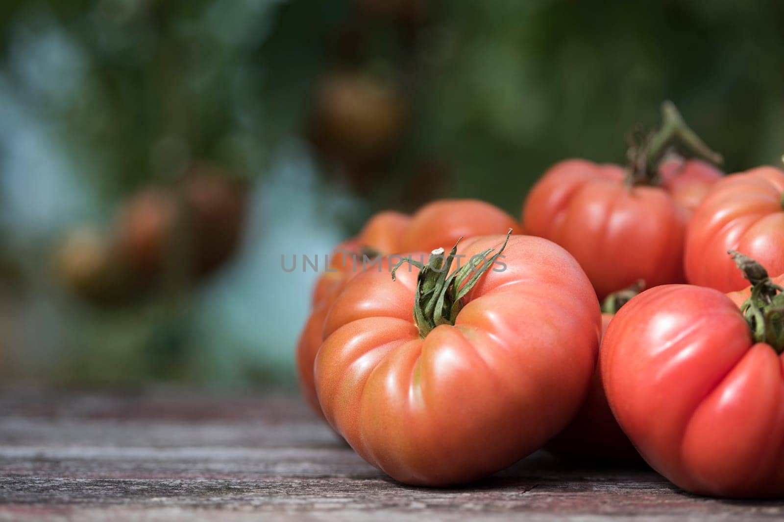 Tomatoes vegetable garden, organic products