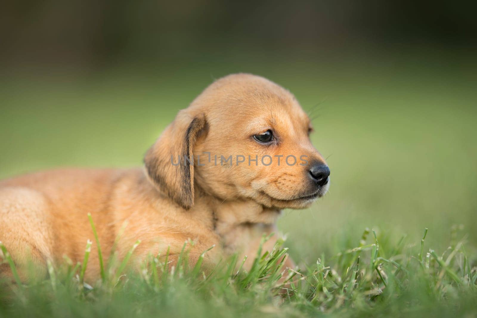 A small dog on the grass background