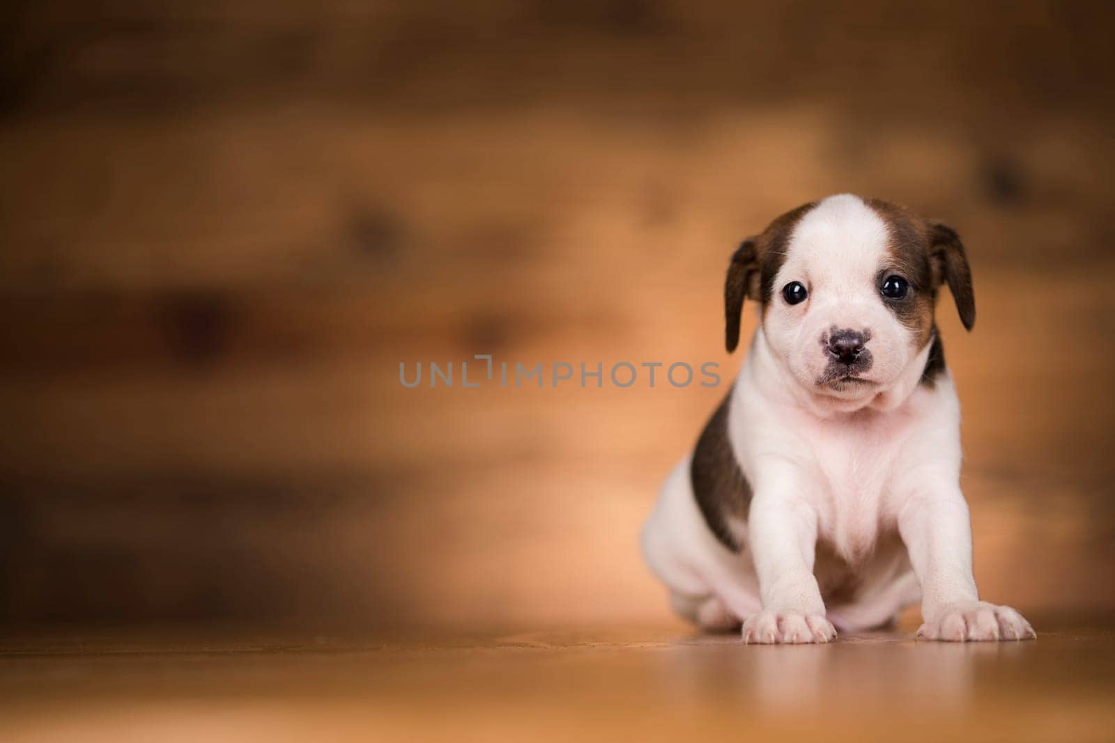 Small dog on a wooden background