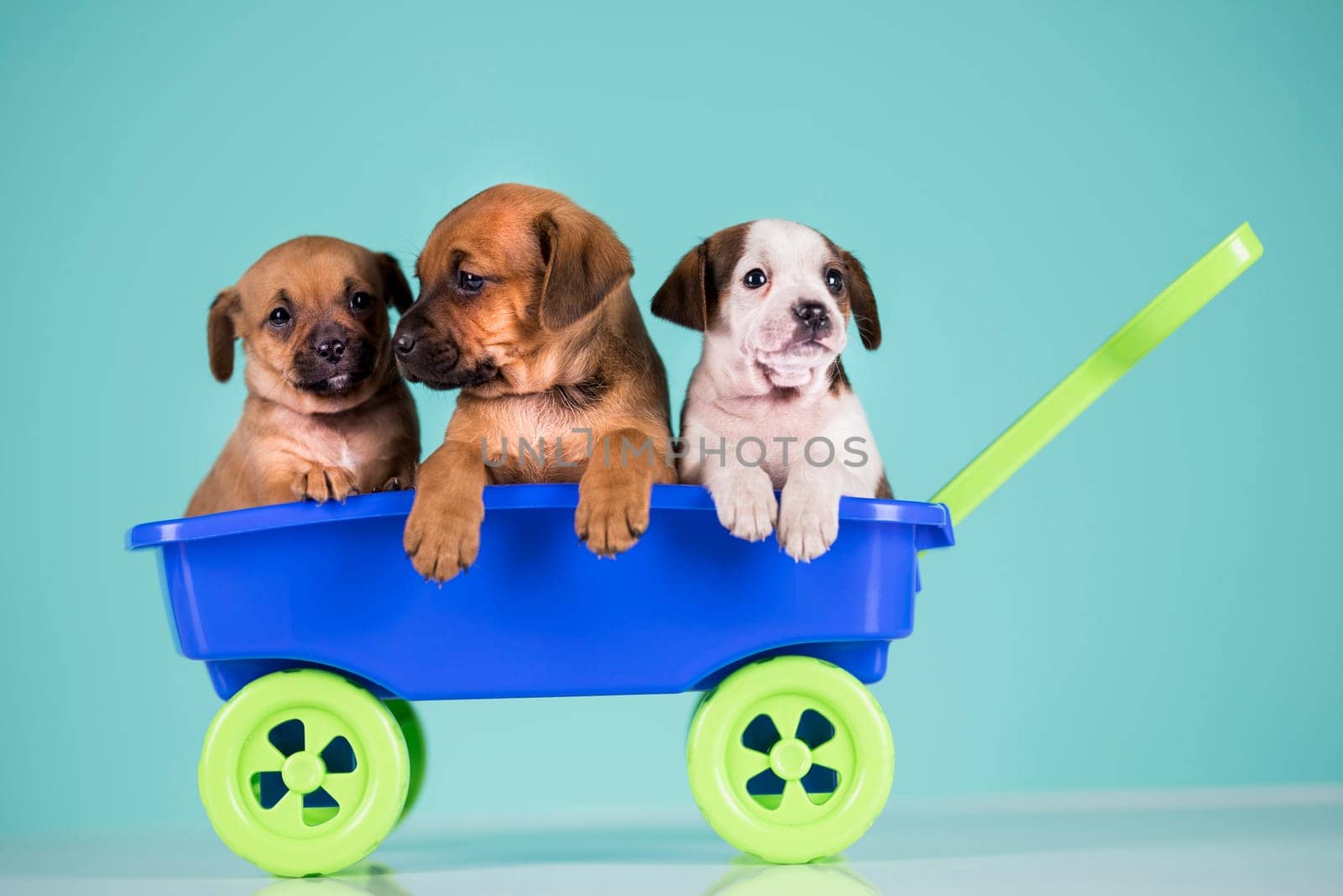 Beautiful little puppies in a toy wagon