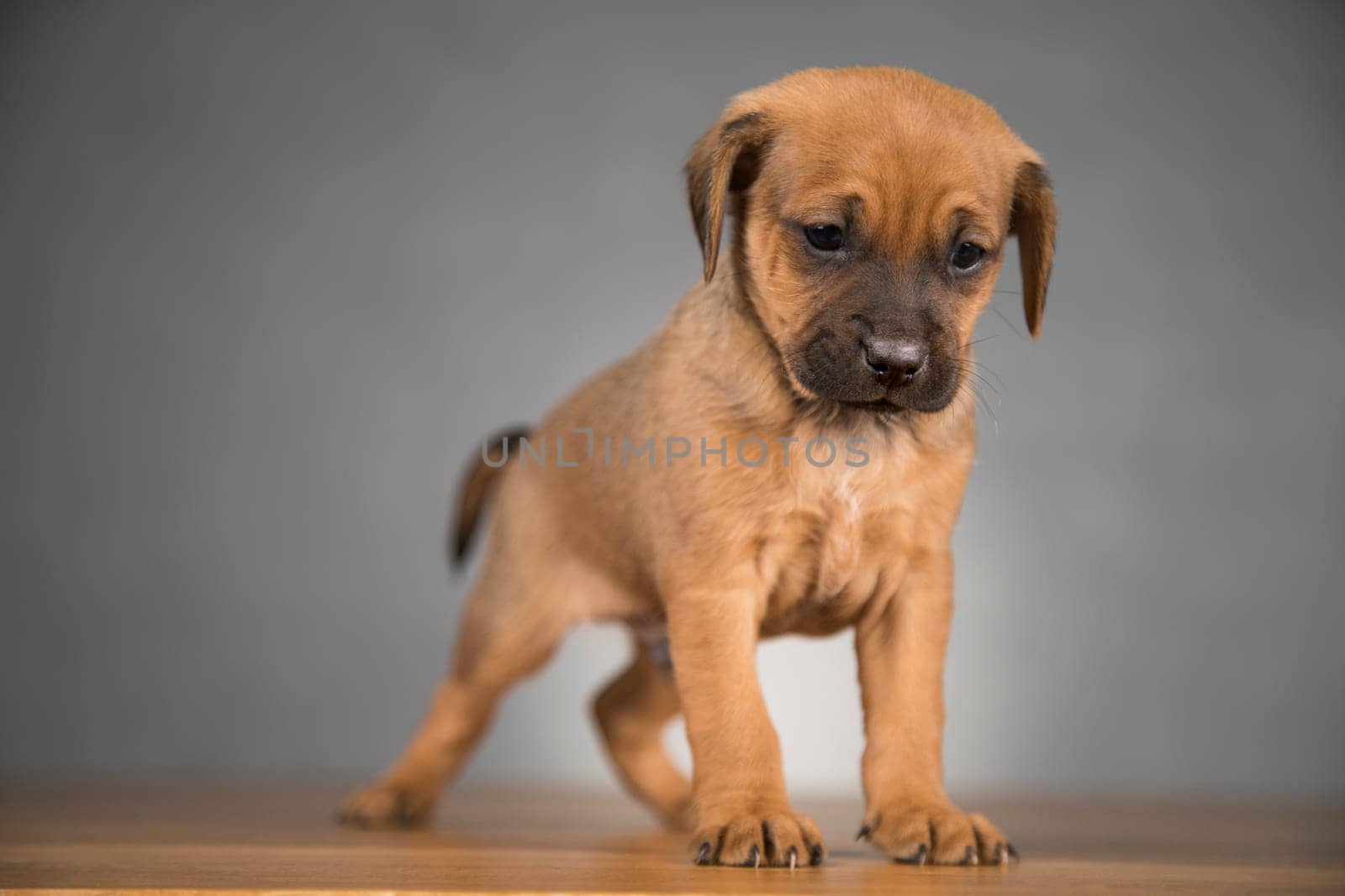 Little puppy dogs, animals concept