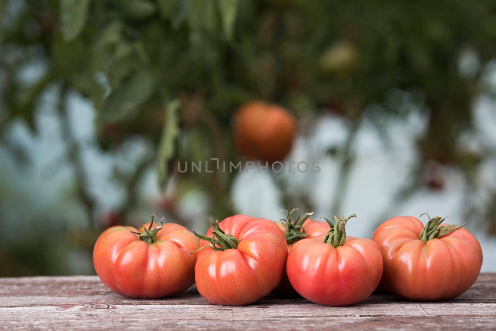 Vegetables, tomatoes on wooden desk