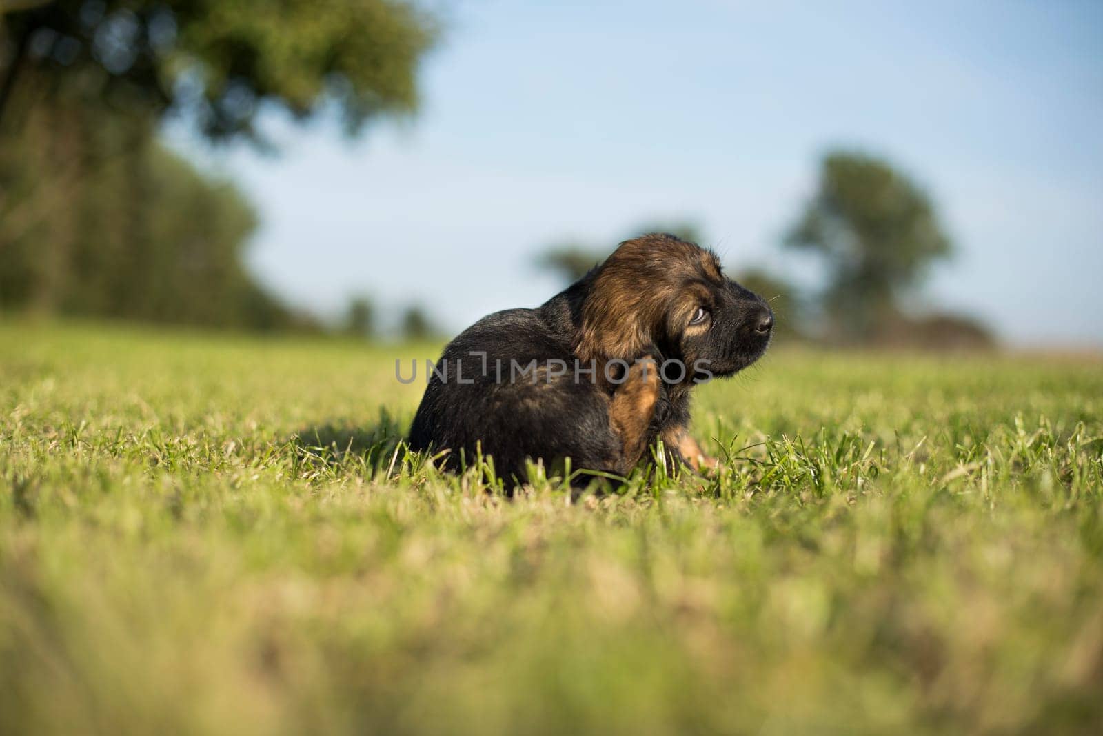 A small dog on the grass background