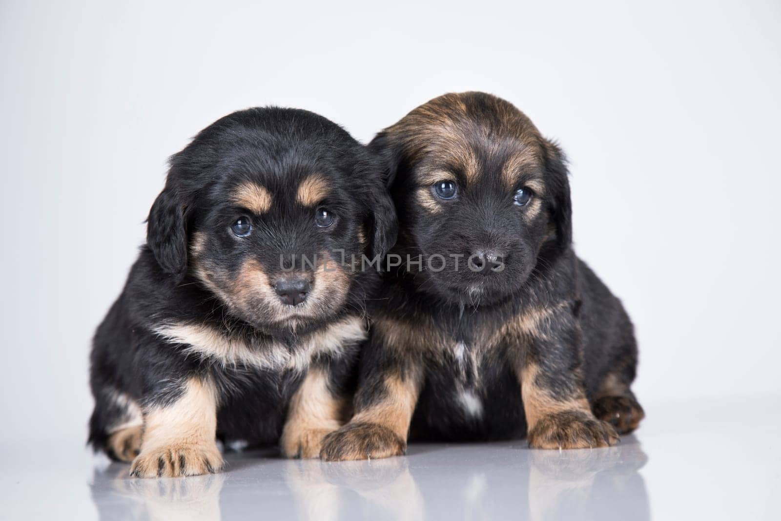 Cute puppies dogs, pet animals concept