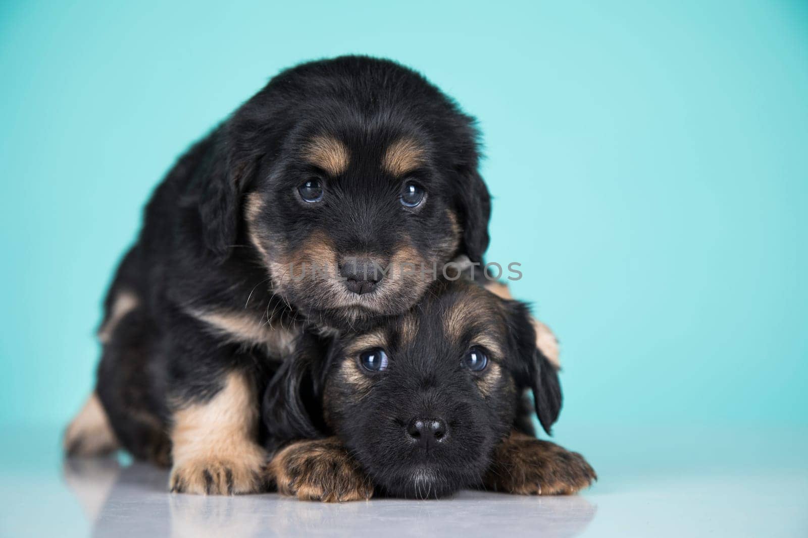 Two dogs puppy animals concept