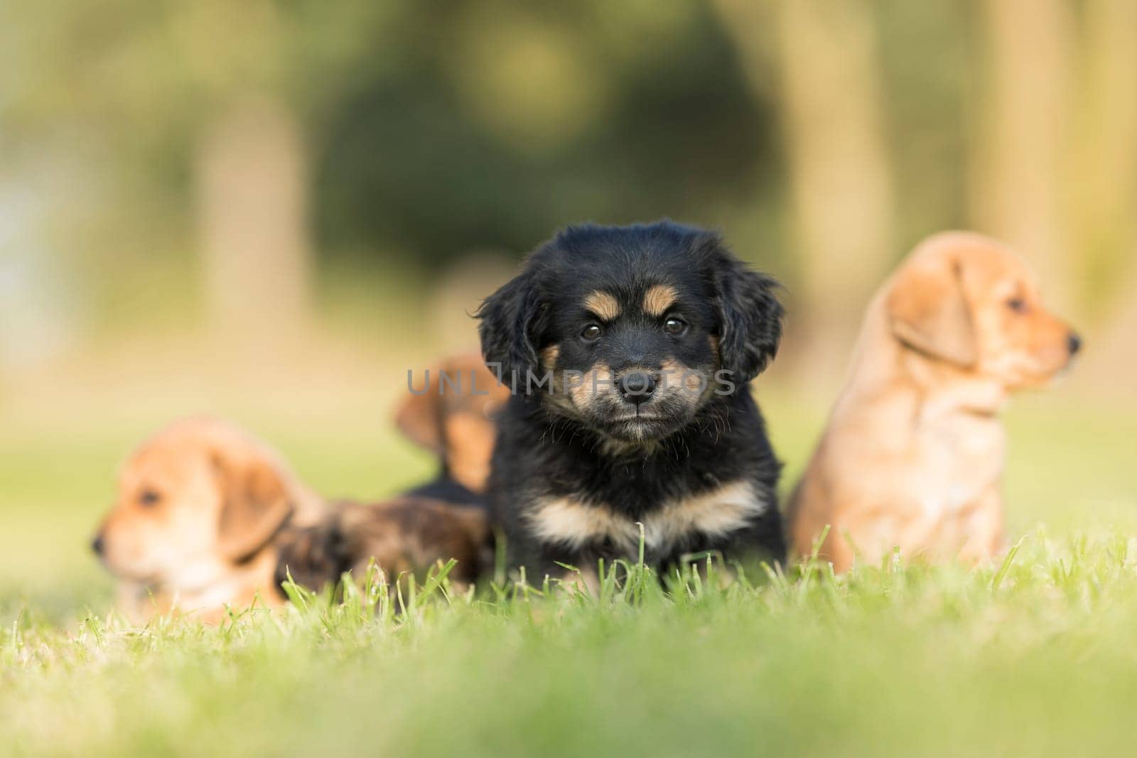 Little dog on the grass