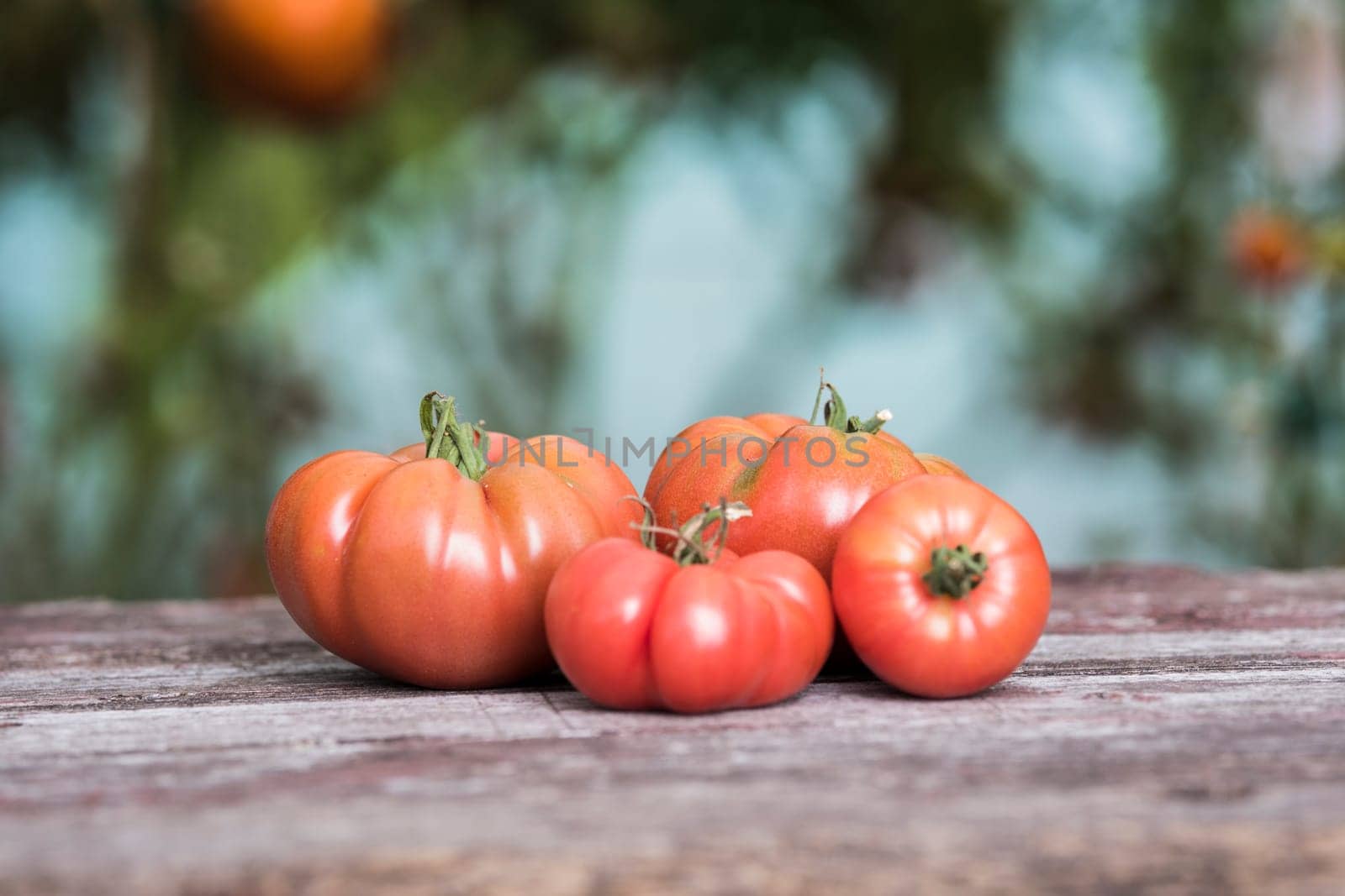 Red Tomatoes in a Greenhouse, organic food