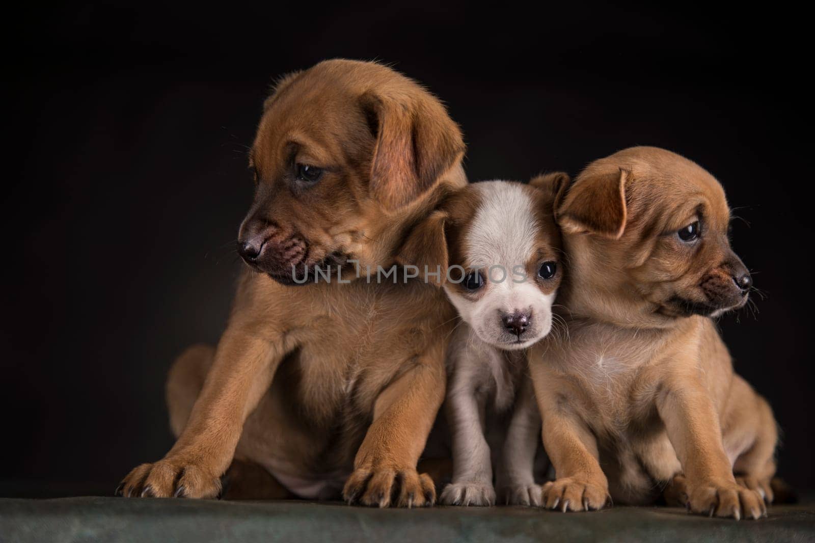 Small dog on a black background