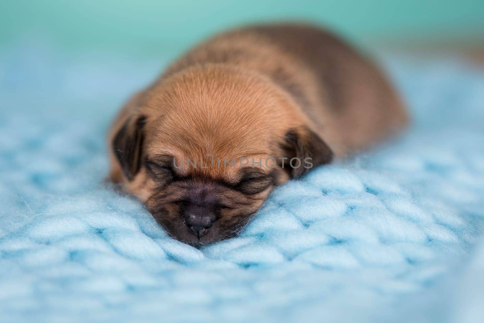 Little cute puppies are sleeping on a blanket