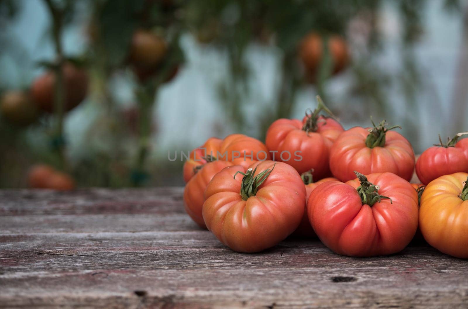 Vegetables, Tomatoes,  on desk in garden