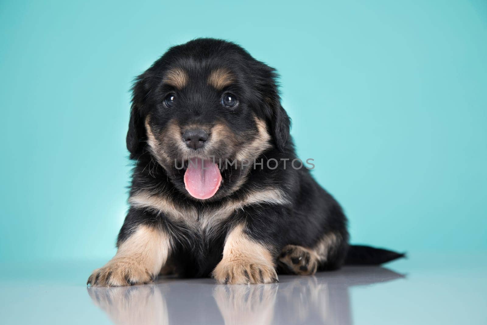 Pet, Cute puppy dog, animals concept