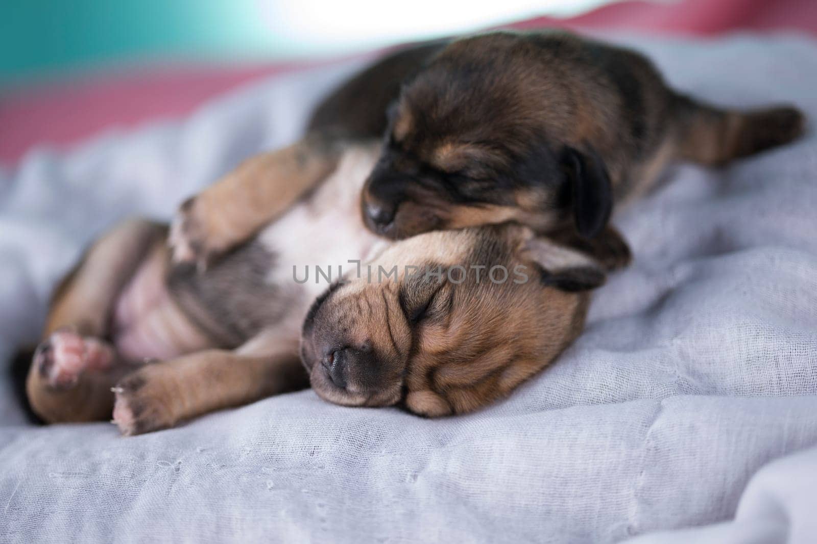 Cute puppy dog sleeping, animals concept