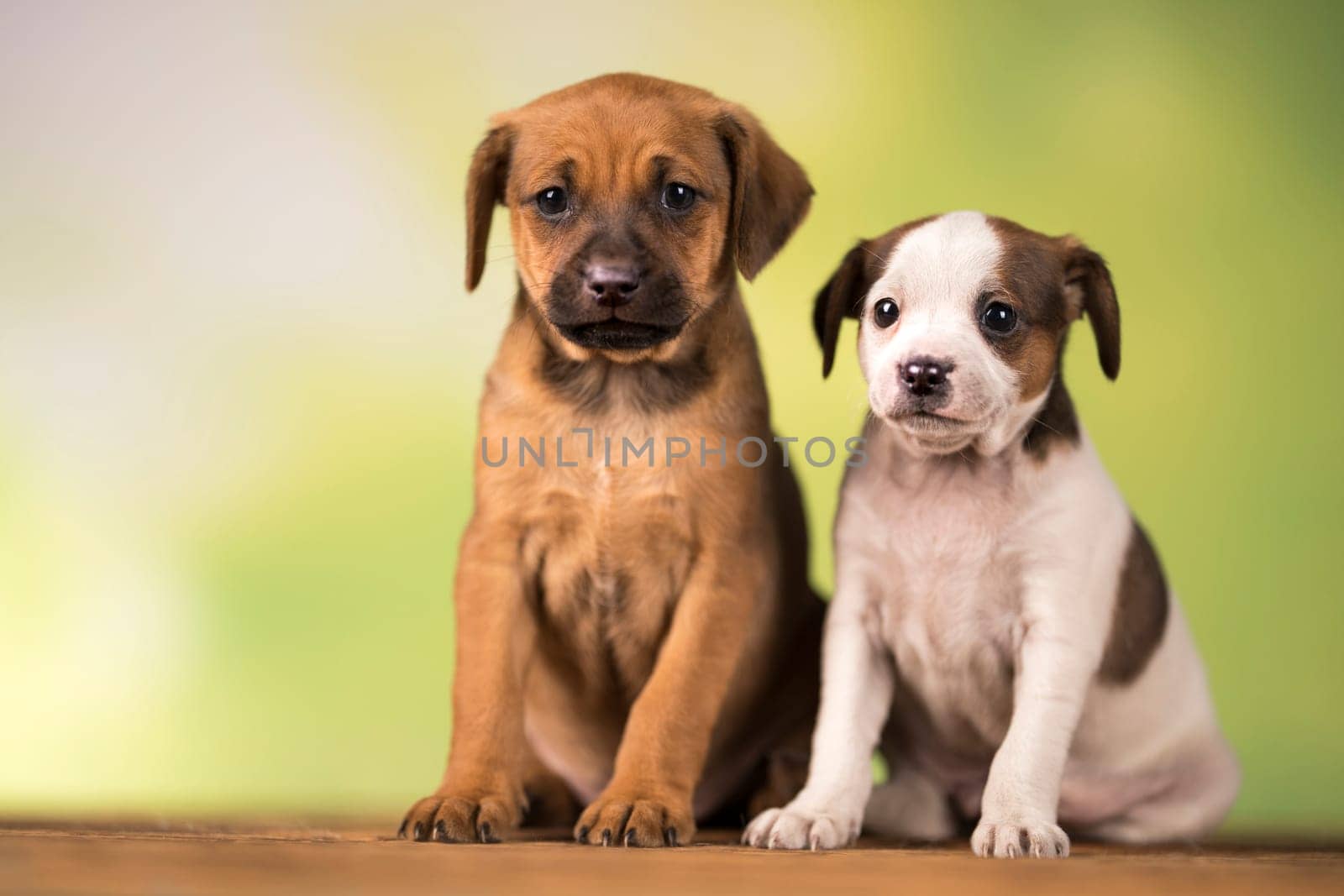 Two little dogs, puppy, animals concept